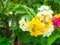 lantana colorful white yellow tone beauty flower