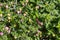 Lantana Common, Camara, Confetti flowering plant background, texture