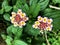 Lantana Flower