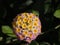 Lantana Flower