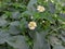 Lantana flower plant best for outdoor gardening