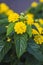 Lantana flowers