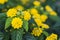 Lantana flowers