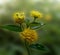 Lantana flowers on blurred nature background, banner