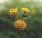 Lantana flowers on blurred nature background, banner