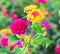 Lantana Flowers camara, background