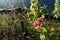 Lantana Flowers camara with sunrise.