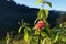 Lantana Flowers camara with sunrise.