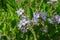 Lantana flowers close up trailing shrubverbena plant