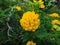 Lantana flowers - Yellow