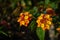 LANTANA HIRTA MULTICOLOUR FLOWER  WITH ITS LEAVES 1