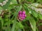 Lantana involuta, commonly known as buttonsage, flowering plant with small inedible fruits