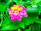 Lantana light pink magenta yellow water drop on flower