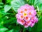 Lantana mix light pink orange white water drop