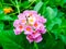 Lantana mix light pink orange white water drop