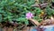 Lantana montevidensis also known as Purple lantana, Wild verbena etc