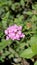 Lantana montevidensis also known as Purple lantana, Wild verbena, Trailing lantana etc