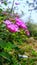 Lantana montevidensis flowers