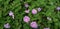 Lantana montevidensis pink flower and garden plant