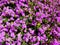 Lantana montevidensis purple trailing shrub
