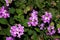 Lantana montevidensis, Trailing lantana, Purple lantana