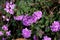 Lantana montevidensis, Trailing lantana, Purple lantana