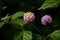 Lantana - perennial flowering plants