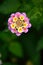 Lantana, pink and yellow