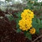 The lantana plant & x28;Lantana camara& x29; has yellow flowers. This plant is also known as big sage in Malaysia