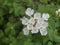 Lantana plants with white color flowers.