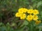 Lantana plants with yellow color flowers.