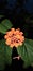 Lantana red garden flower cute flower