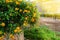 Lantana trailing or montevidensis, yellow flowers in the city garden. Flowering plants adorn the streets of European cities. copy