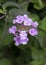 Lantana Trailing Purple