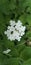 Lantana white flower back green leaf garden flowers