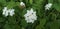 Lantana white flowers back  leaf Garden plant