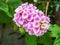 lantana white pink colorful tone beauty flower