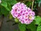 lantana white pink colorful tone beauty flower