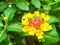 lantana yellow colorful tone beauty flower