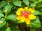 lantana yellow colorful tone beauty flower