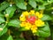 lantana yellow colorful tone beauty flower