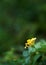 Lantana yellow flower close up picture and soft blur green background