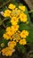 Lantana Yellow Likes Spinner. Its have many cog in the central petals