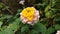 Lantana Yellow Likes Spinner. Its two color