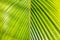 Lantannyen fey Phoenicophorium borsigianum, latanier palm palm leaf close-up symmetrical view.
