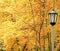 Lantern against autumn yellow trees.