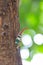 Lantern bug, Lanternfly or Fulgorid bug or planthopper, Blue lanternflies with green background