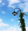 Lantern entwined with climbing plant