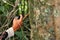 Lantern fly or Pyrops candelaria on tree witn hand using phone