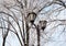 Lantern on frosty branch background